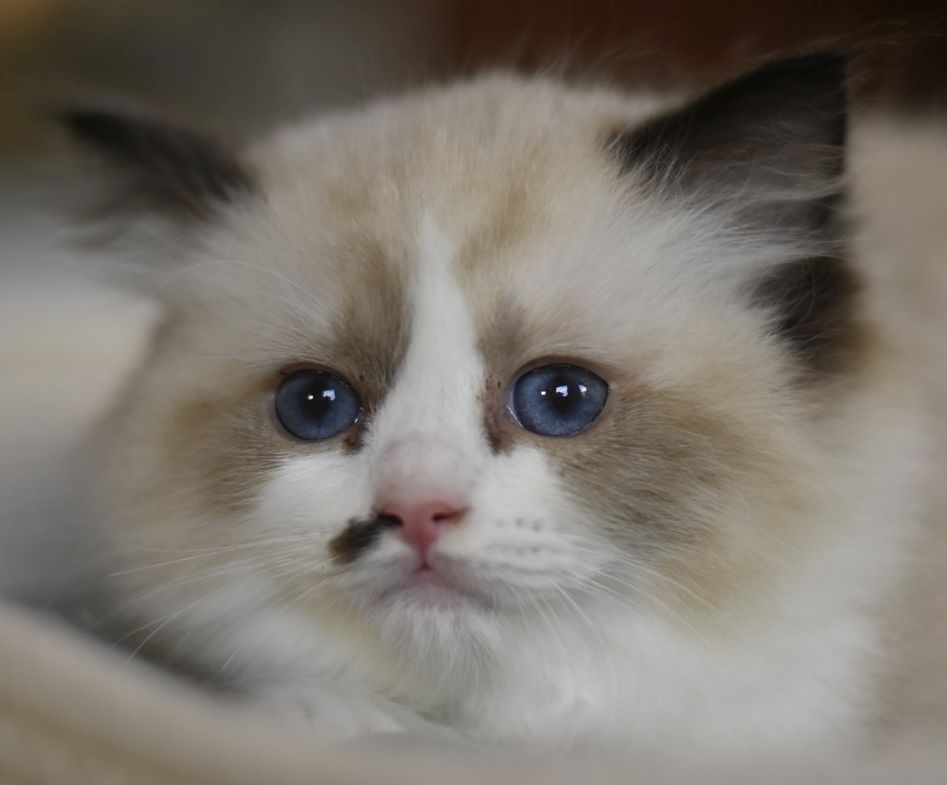 images/AvailableKittens/Hayley website.jpg